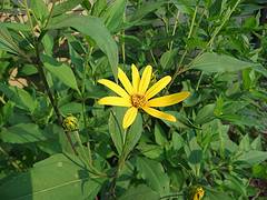 jerusalem artichoke