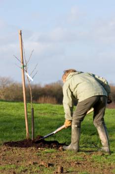 tree planting