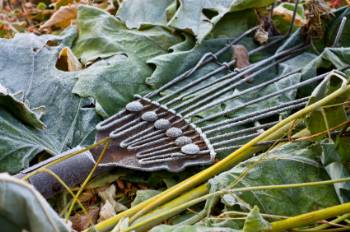 frost on leaves in the garden