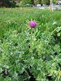 St Mary's Thistle