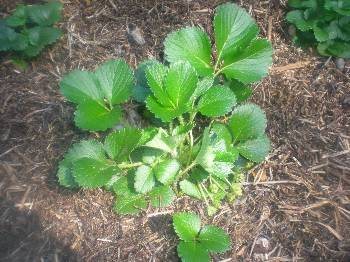 organic strawberries