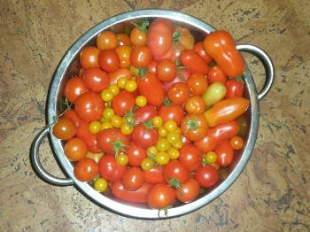 tomato harvest