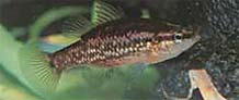 western pygmy perch