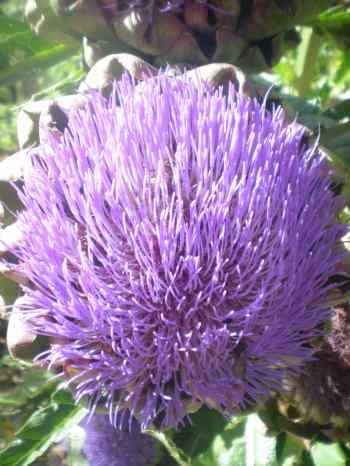 artichoke flower