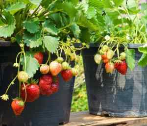 strawberry pot