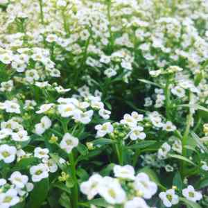 alyssum