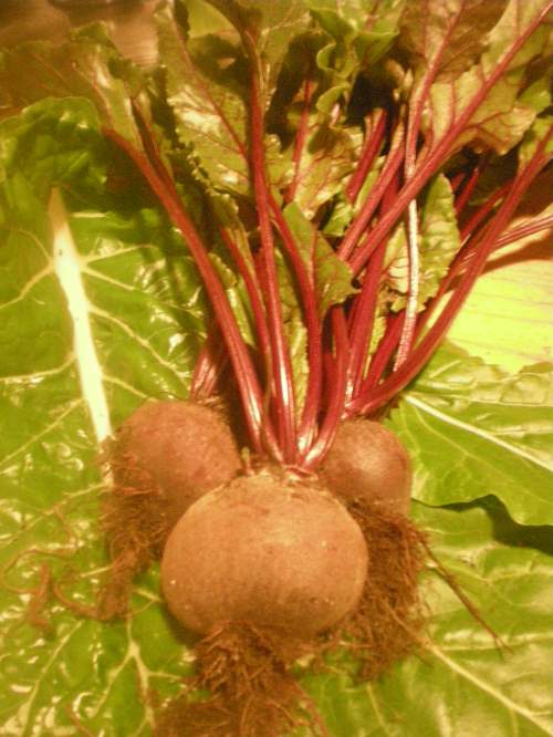 beetroot