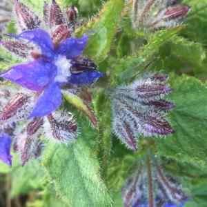 borage flower