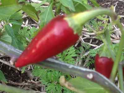 chilli