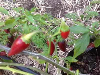 chilli