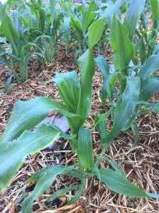 corn growth