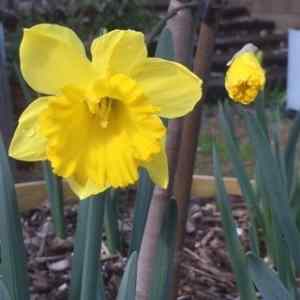 daffodil