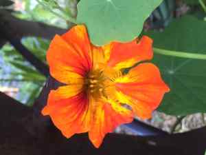 nasturtium