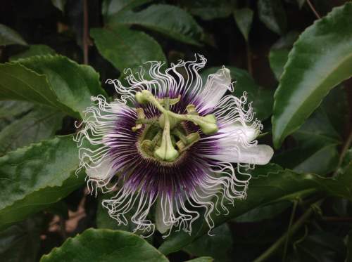 passionflower