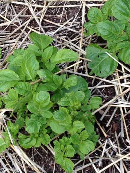 seed potatoes