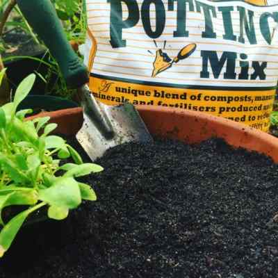 potting mix