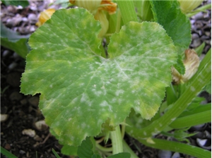 zucchini leaf