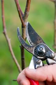 pruning