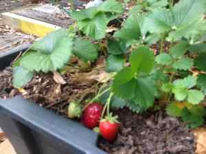 strawberry planter