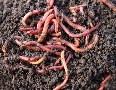 worms