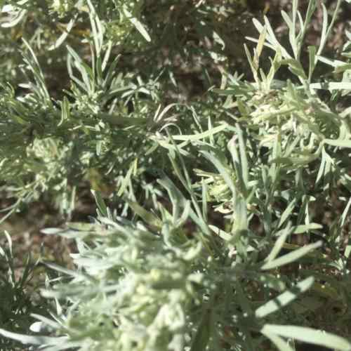 wormwood