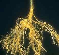 nitrogen fixing nodules