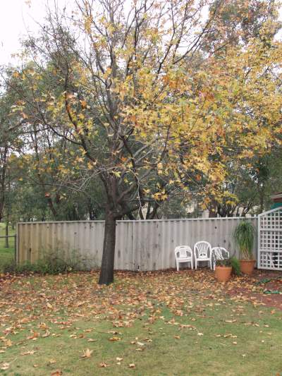 leaves on lawn