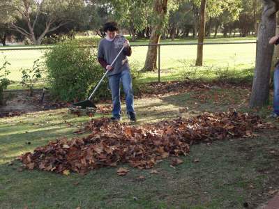 leaves on lawn