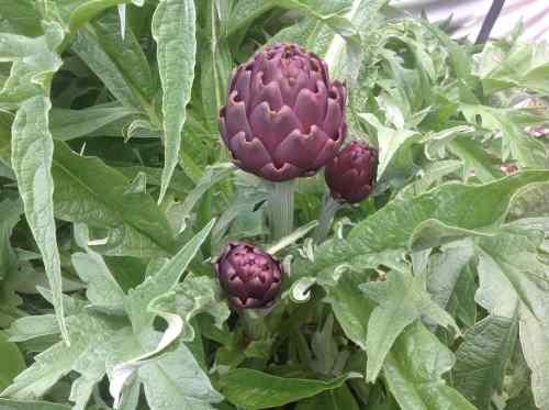 Artichoke flower