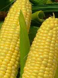 corn