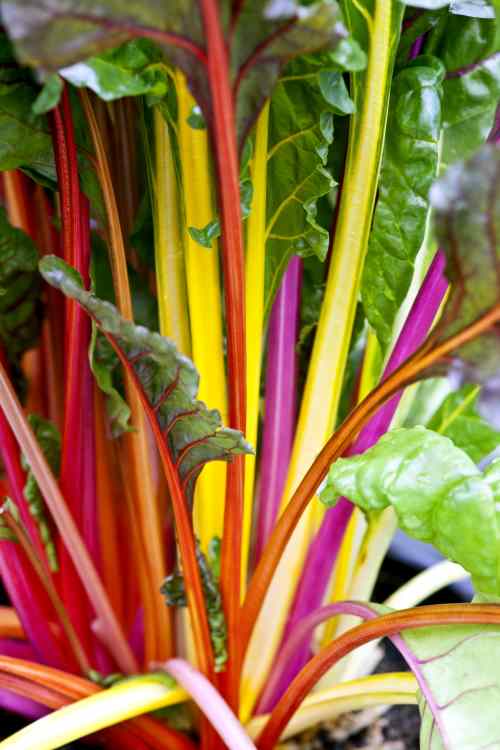 rainbow chard