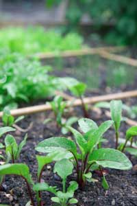 seedlings in garden