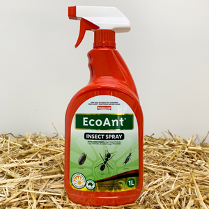 Ecoant