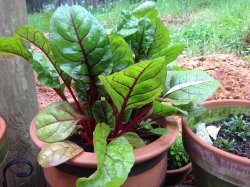 healthy silverbeet