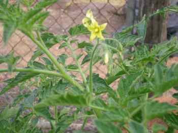 tomato flower