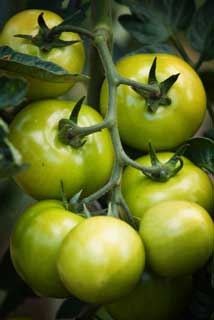 tomato bunch